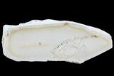 Fossil Pea Crab (Pinnixa) From California - Miocene #74500-1